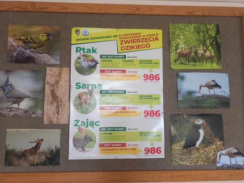 Szkolna tablica edukacyjna z instrukcją zachowania się w przypadku napotkania dzikich zwierząt w mieście, otoczona zdjęciami leśnych zwierząt i ptaków.